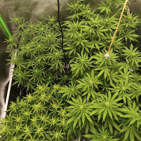 Sommer grow 2026