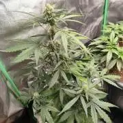 free seed grow