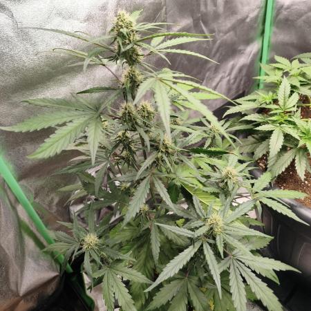 free seed grow