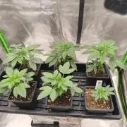 Indica Grow