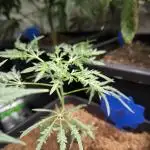 Reguläre stecklinge/ regular cuttings