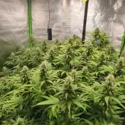 Sommer grow 2026
