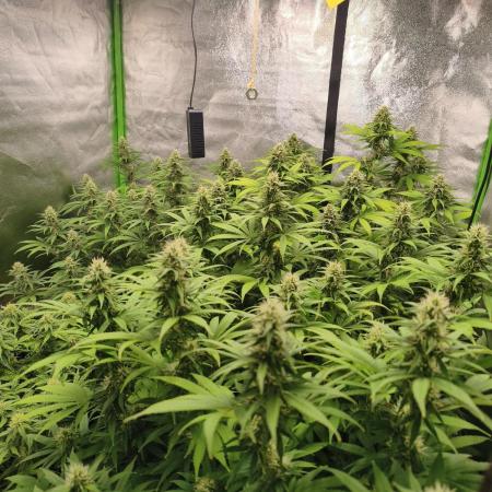 Sommer grow 2026
