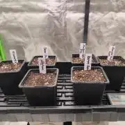Indica Grow