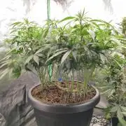 Big Mainline Project