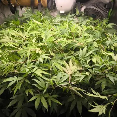 Limitierter strain