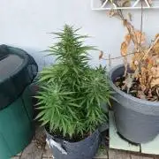 Outdoor grow 2026