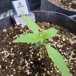 Pink Rozay Autoflower🌷Zamnesia