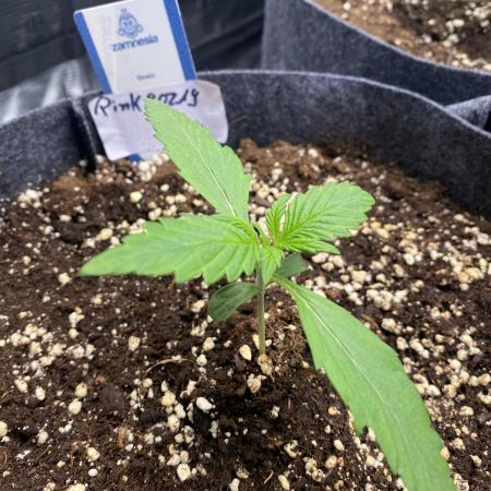 Pink Rozay Autoflower🌷Zamnesia