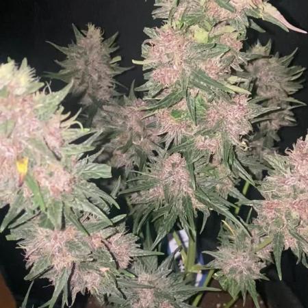 ZAMNESIA❄️WHITE TRUFFLE❄️Auto