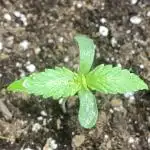 Pink Rozay Autoflower🌷Zamnesia