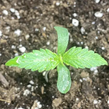 Pink Rozay Autoflower🌷Zamnesia