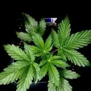 Lets enter the Ghost Train Haze 👻