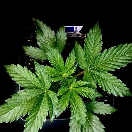 Lets enter the Ghost Train Haze 👻