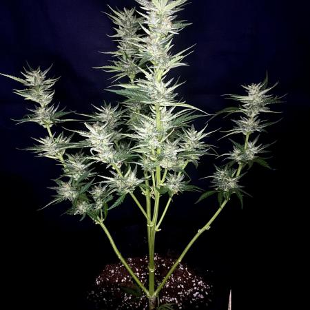 BlackOpium Auto by🔥Divine Seeds