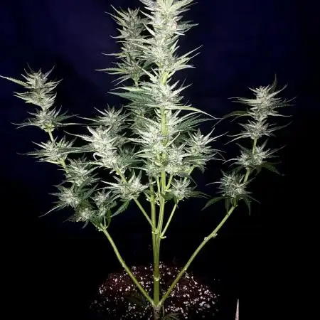 BlackOpium Auto by🔥Divine Seeds