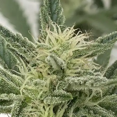 BlackOpium Auto by🔥Divine Seeds