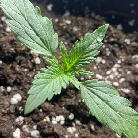 BlackOpium Auto by🔥Divine Seeds