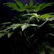 Lets enter the Ghost Train Haze 👻