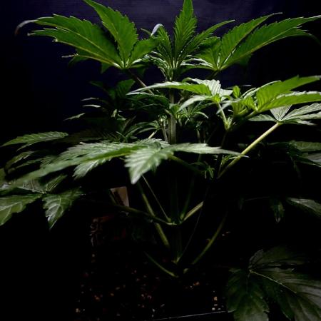 Lets enter the Ghost Train Haze 👻