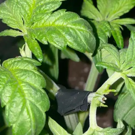 FastBuds🍋PurpleLemonade FF
