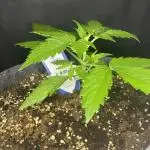 Pink Rozay Autoflower🌷Zamnesia