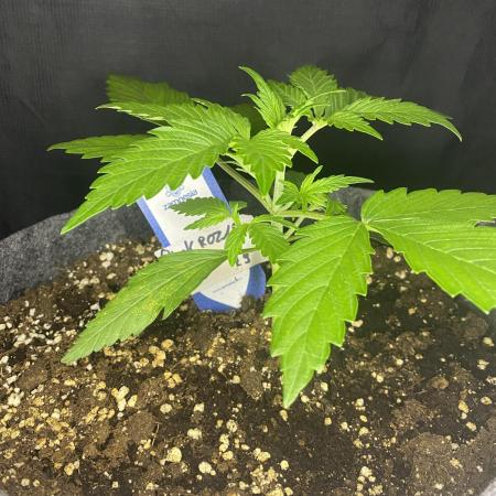 Pink Rozay Autoflower🌷Zamnesia