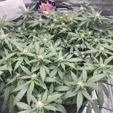 Fast Buds💜PurpleLemonade FF