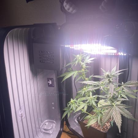 FastBuds🍓 Growsuitcase BONSANTO