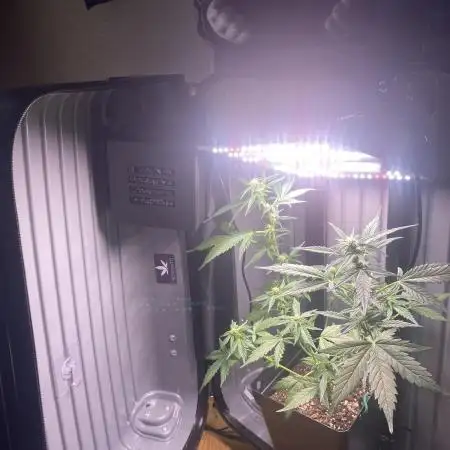 FastBuds🍓 Growsuitcase BONSANTO