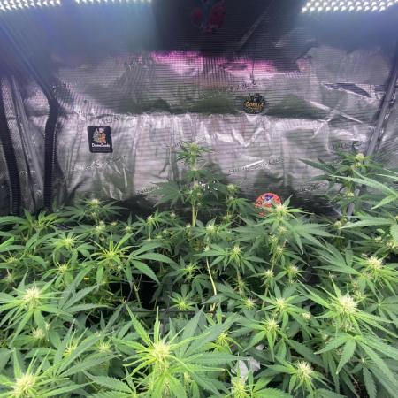 Pink Rozay Autoflower🌷Zamnesia