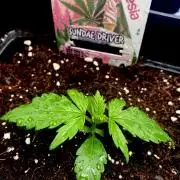 Sundae Drive 🏝️ by Zamnesia