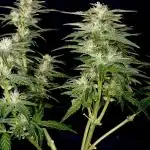 Auto Candy Divine Seeds