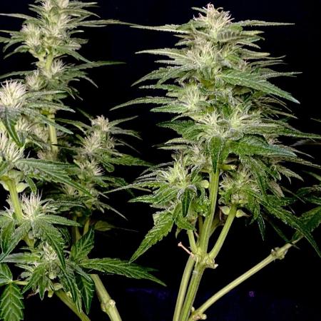 Auto Candy Divine Seeds