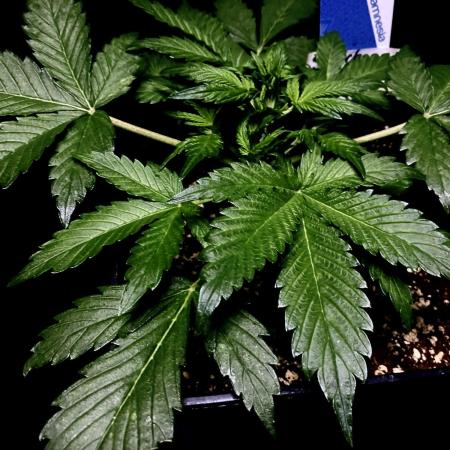 Sundae Drive 🏝️ by Zamnesia