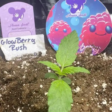 Glowberry Ruuush🍒