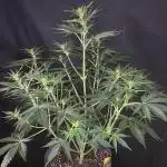 Pink Rozay Autoflower🌷Zamnesia