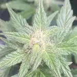 FastBuds🍓 Growsuitcase BONSANTO