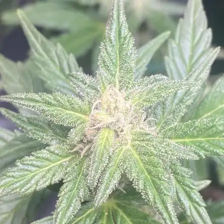 FastBuds🍓 Growsuitcase BONSANTO
