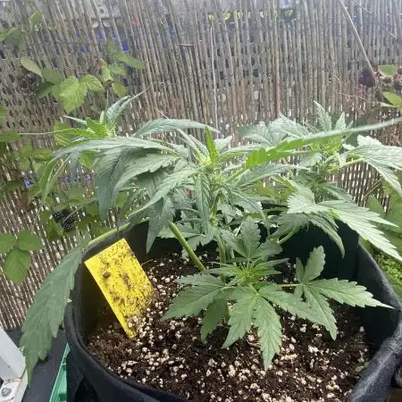 Auto Candy Divine Seeds