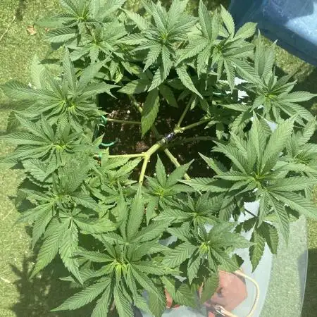 Fast Buds💜PurpleLemonade FF