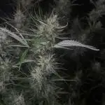 Pink Rozay Autoflower🌷Zamnesia