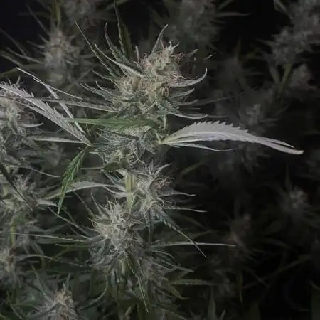 Pink Rozay Autoflower🌷Zamnesia