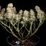 Fast Buds💜PurpleLemonade FF