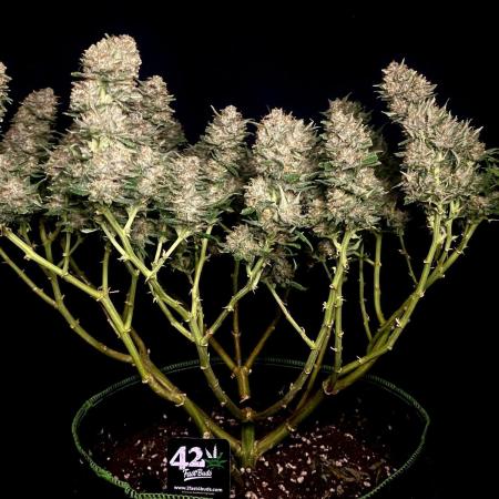 Fast Buds💜PurpleLemonade FF