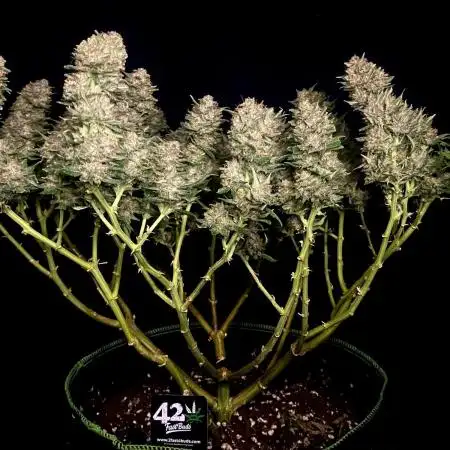 Fast Buds💜PurpleLemonade FF