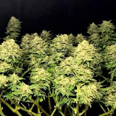 Fast Buds💜PurpleLemonade FF