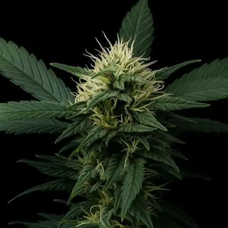 Fast Buds💜PurpleLemonade FF