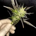 FastBuds🍓 Growsuitcase BONSANTO