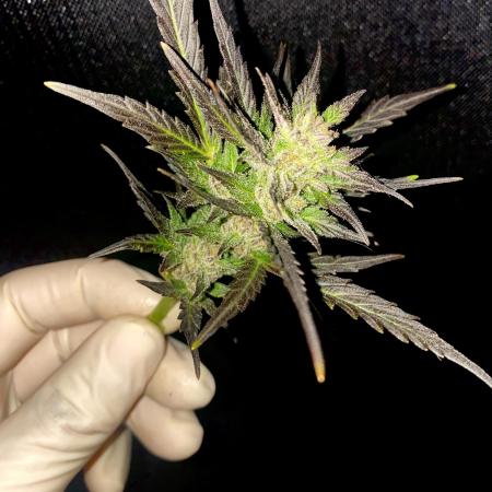 FastBuds🍓 Growsuitcase BONSANTO